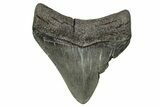 , Fossil Megalodon Tooth - Georgia #338778-1